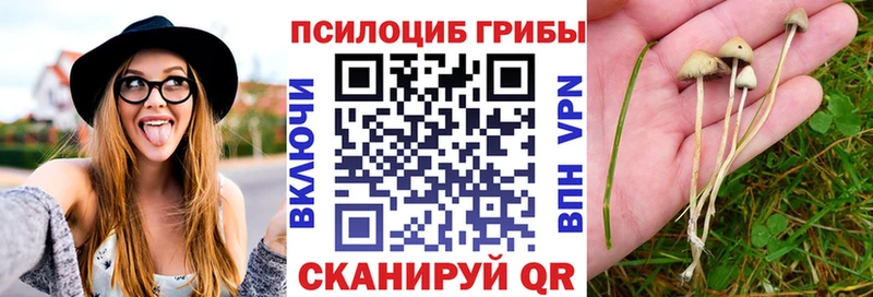 Купить где  Можайск  Псилоцибиновые грибы Psilocybe 